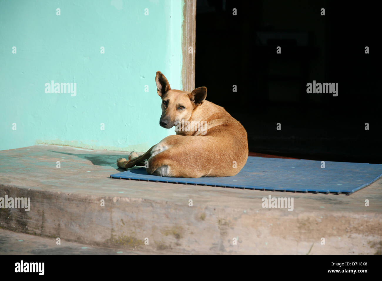Cane domestico al sole Foto Stock