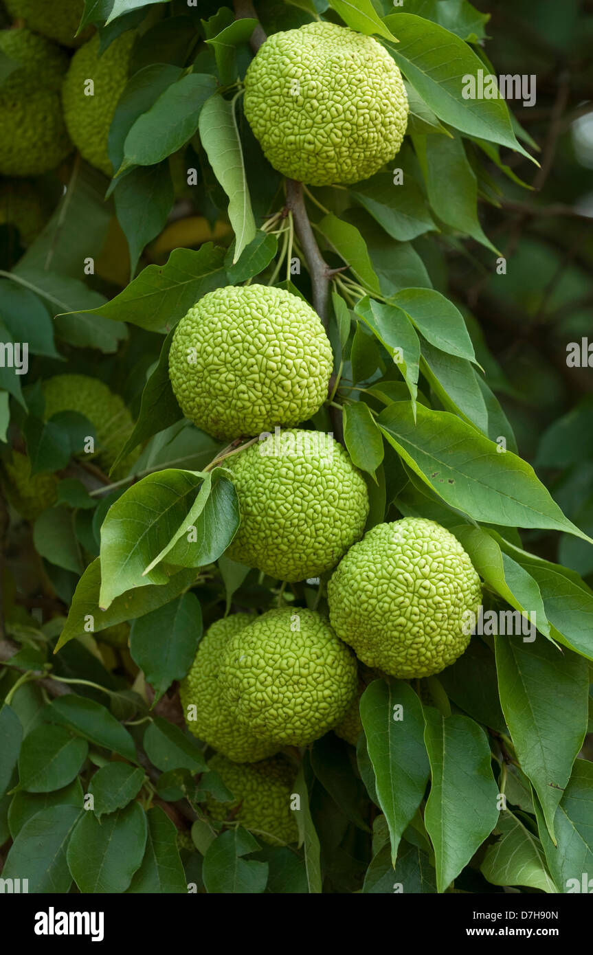 Osage-arancione, hedge-apple (Maclura pomifera), frutta su un ramoscello Foto Stock