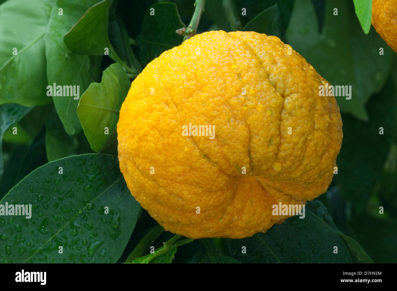 Gamma di Siviglia, arancio amaro (Citrus aurantium x), frutto maturo su una struttura ad albero Foto Stock