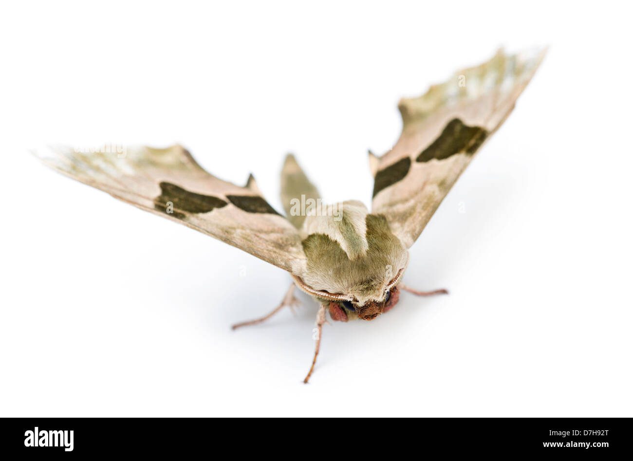 Lime Hawk-moth, Mimas tiliae, contro uno sfondo bianco Foto Stock