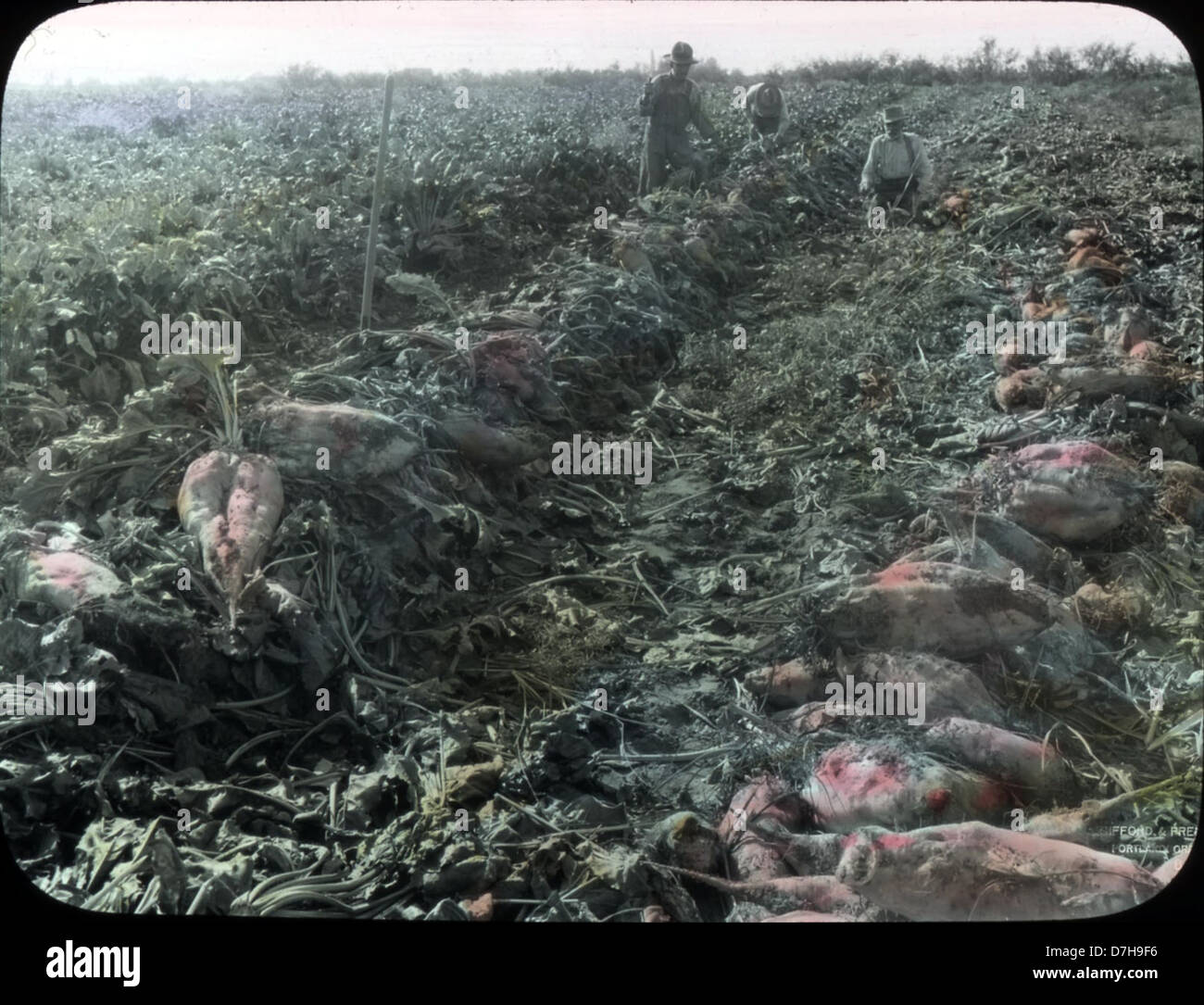 Questa fotografia dell'OSU Archives cattura un campo di barbabietole da zucchero in Oregon, scattato tra il 1905 e il 1910. L'immagine riflette le pratiche agricole dell'epoca, fornendo informazioni sull'agricoltura e l'industria dell'Oregon all'inizio del XX secolo. Foto Stock