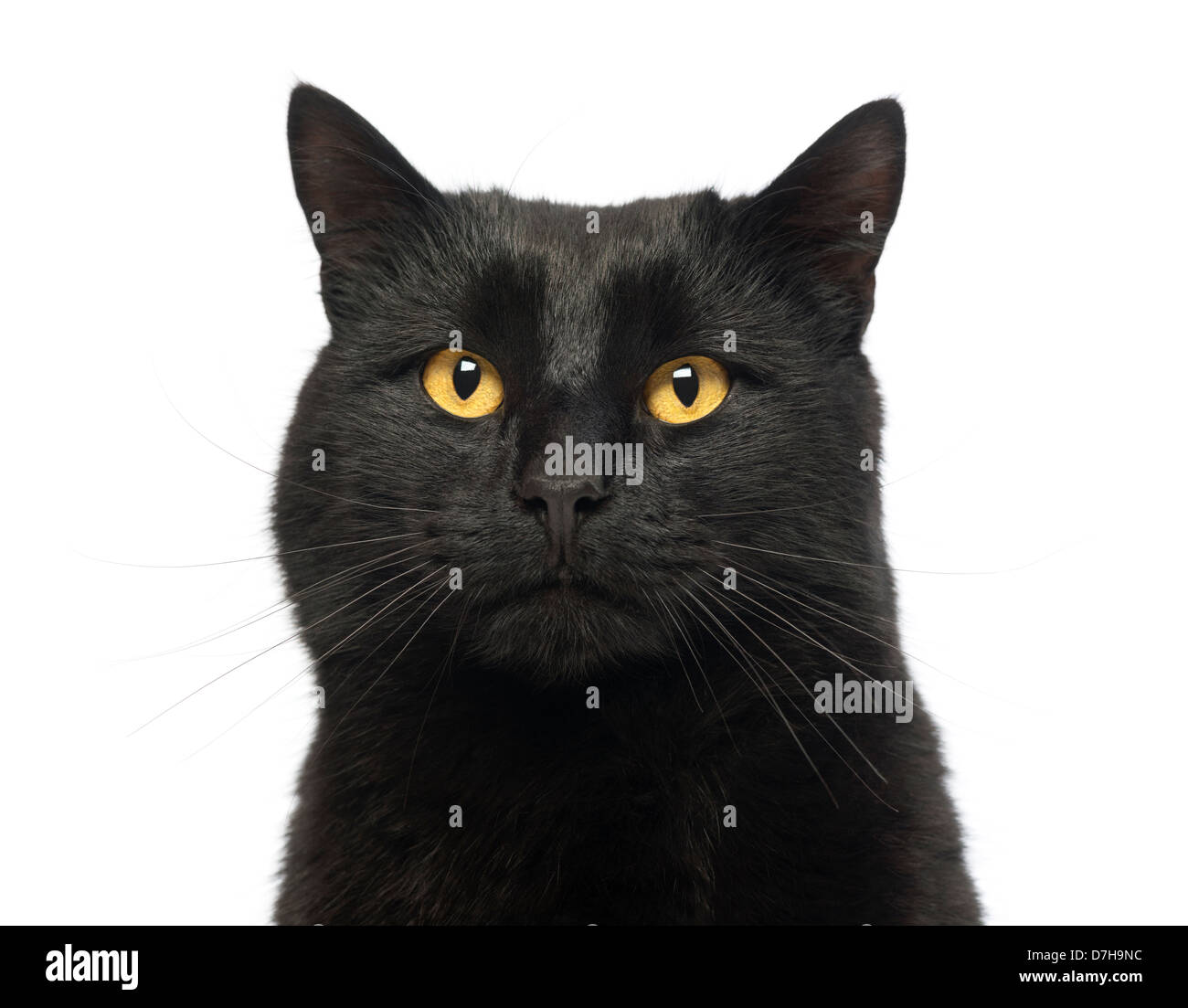 Close-up di un gatto nero cercando contro uno sfondo bianco Foto Stock