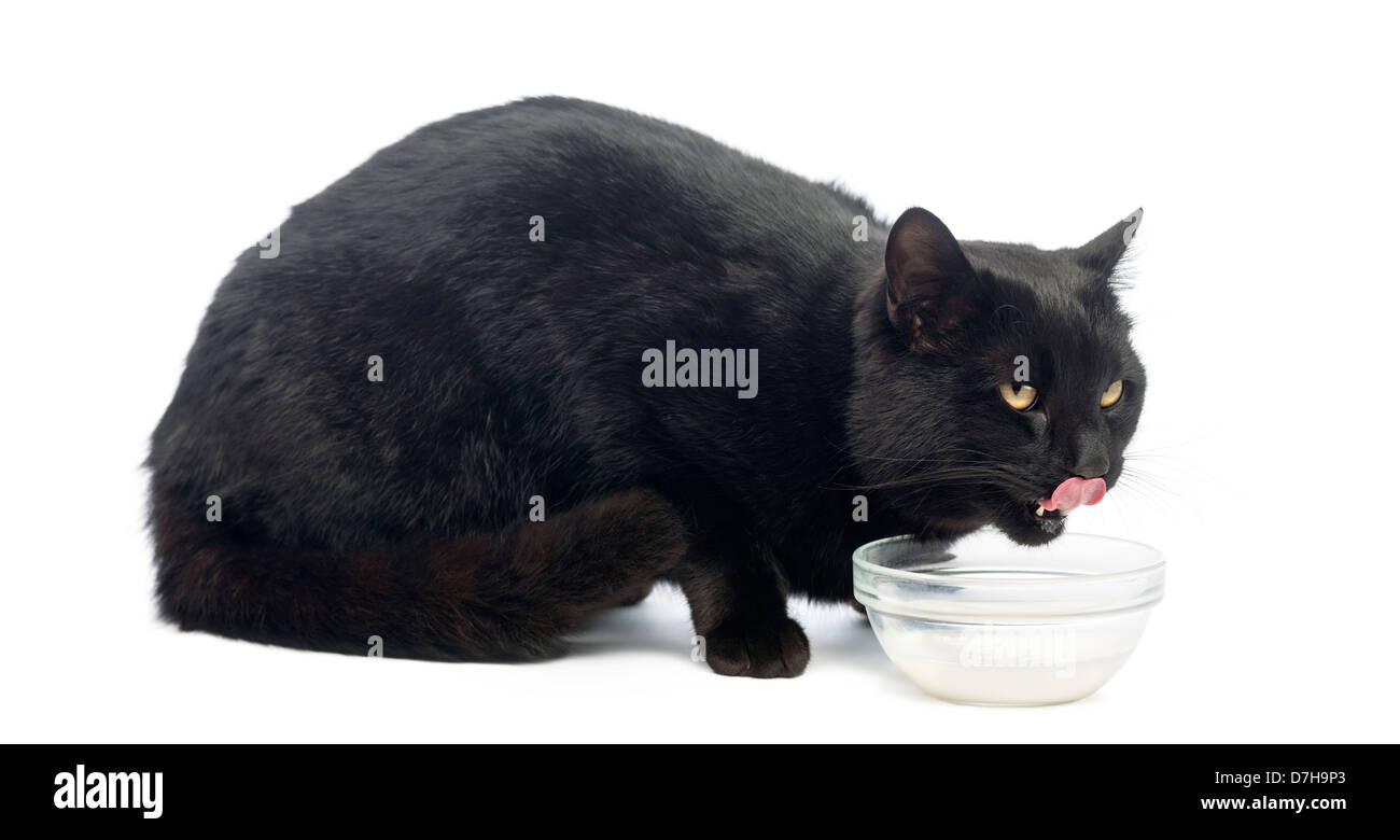 Gatto nero bere latte contro uno sfondo bianco Foto Stock