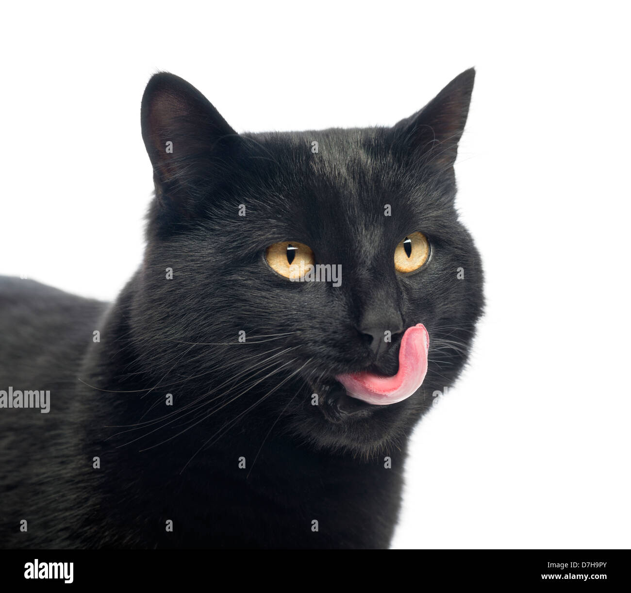 Close-up di un gatto nero leccare labbra contro uno sfondo bianco Foto Stock