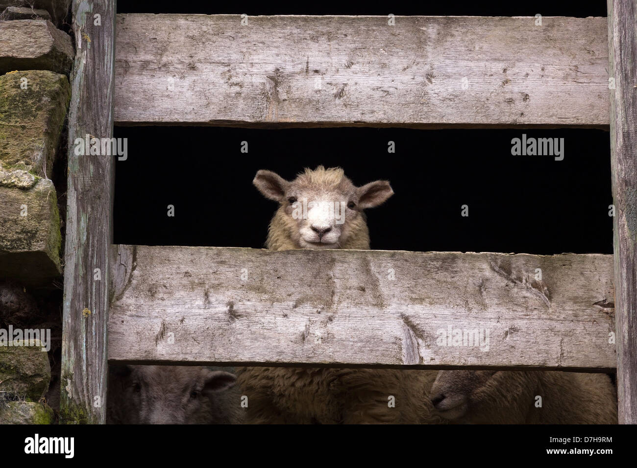 Funny Herdwick pecore guardando in giù da un fienile Lakeland finestra, poco Langdale, Cumbria, Regno Unito Foto Stock