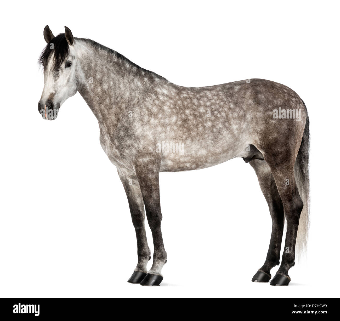 Andaluso, 7 anni, noto anche come pura Cavallo Spagnolo o PRE, contro uno sfondo bianco Foto Stock