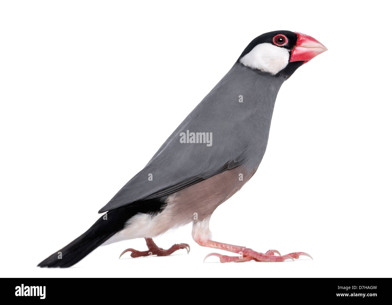 Java Sparrow, Padda oryzivora, di fronte a uno sfondo bianco Foto Stock