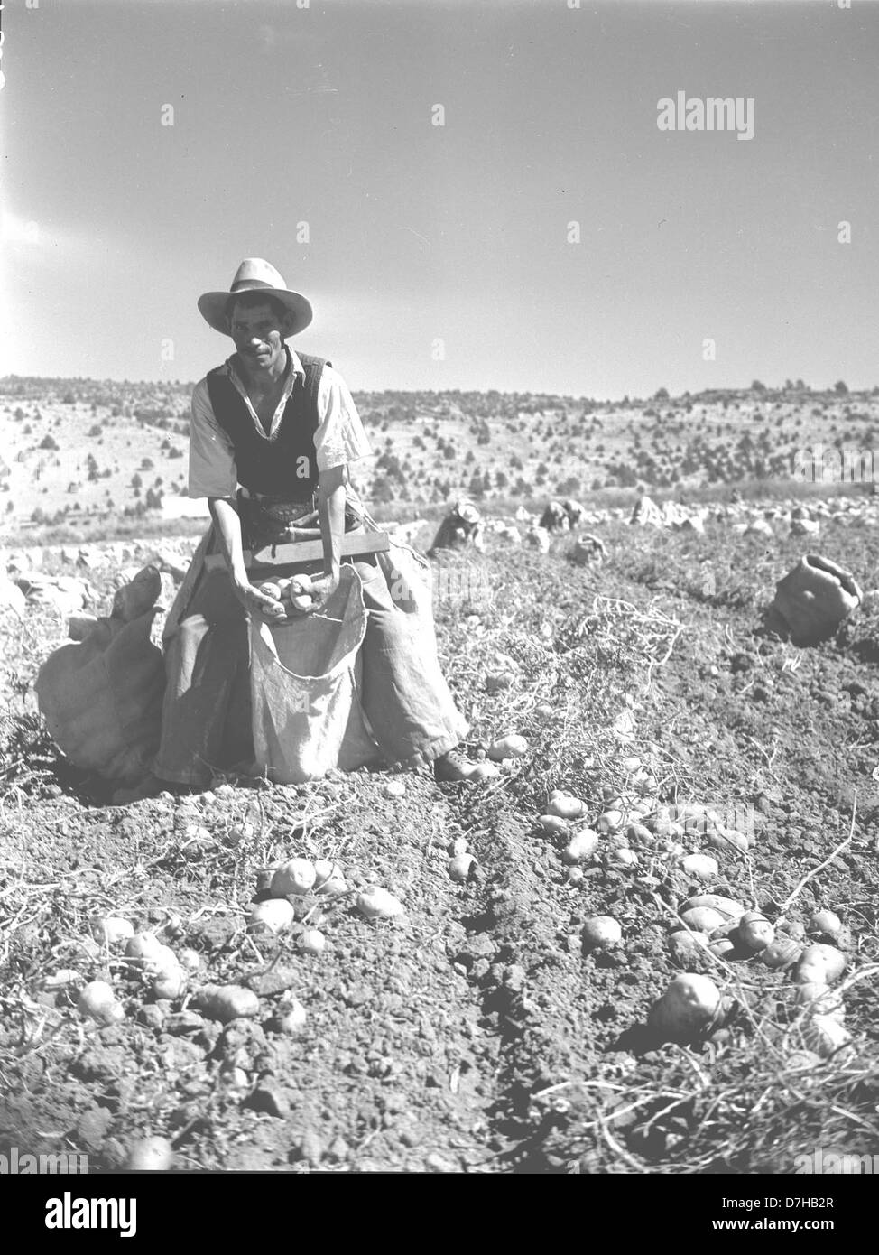 Questa immagine di OSU Archives cattura le persone che lavorano sul nastro di prelievo come parte della manodopera agricola. La fotografia riflette la natura stagionale del lavoro e il suo contesto culturale, facendo luce sulle pratiche lavorative di un'epoca passata e sulle persone coinvolte in tali compiti stagionali. Foto Stock
