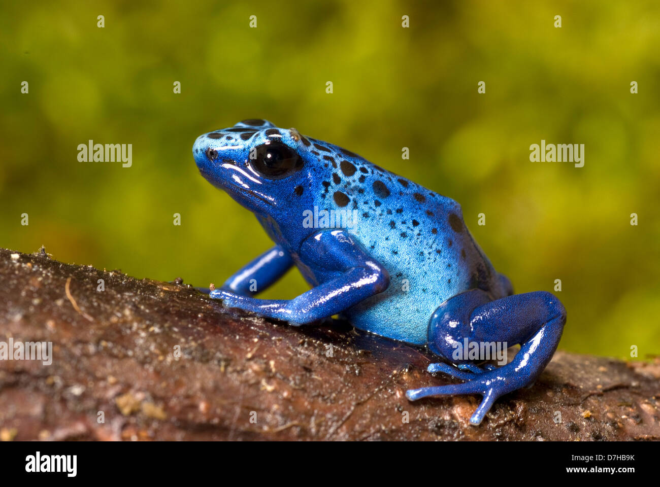 Blue Poison Dart Frog Dendrobates tinctorius azureus branch Foto Stock