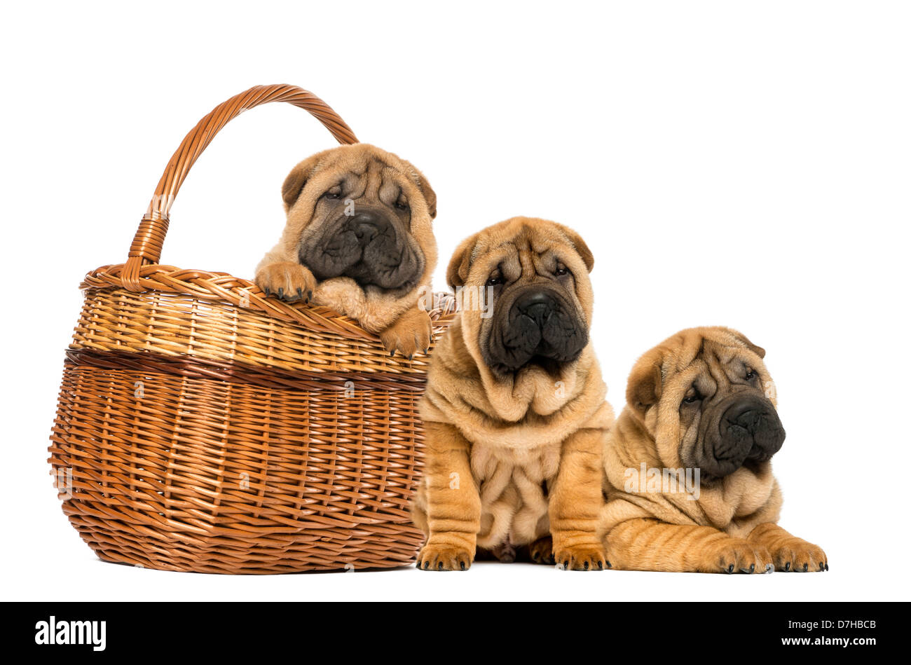 Tre cuccioli Sharpei, seduto o disteso e in un cesto di vimini contro uno sfondo bianco Foto Stock
