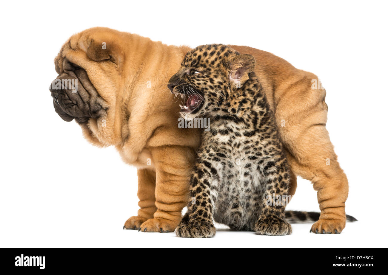 Shar Pei cucciolo in piedi su un ruggente spotted Leopard cub contro uno sfondo bianco Foto Stock