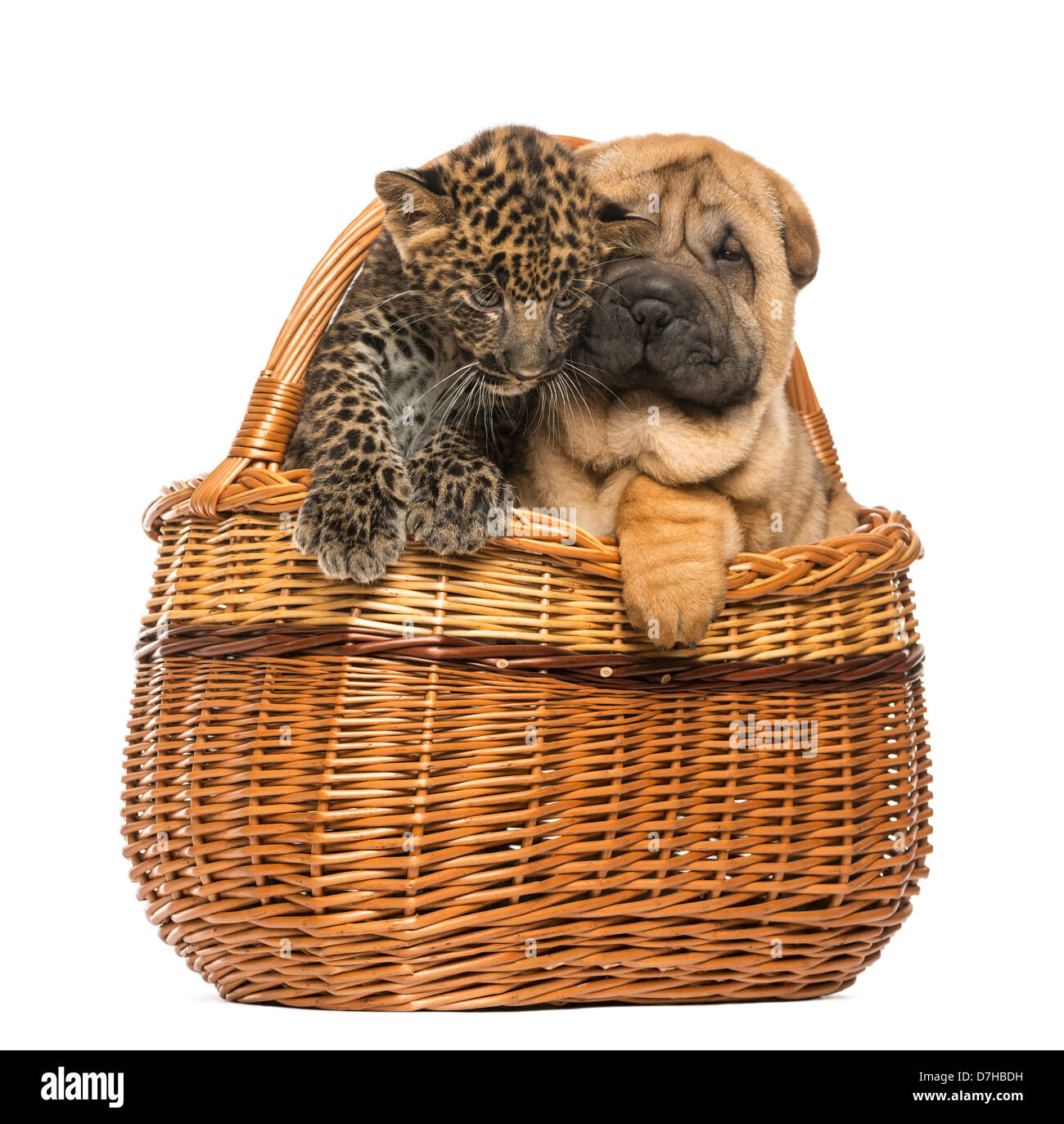 Shar Pei cucciolo e Spotted Leopard cub in un cesto di vimini contro uno sfondo bianco Foto Stock