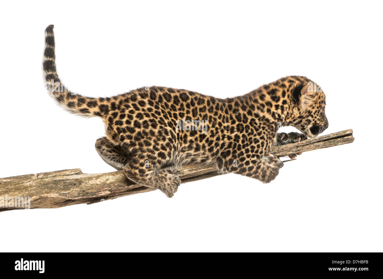 Spotted Leopard cub aggirava su un ramo, 7 settimane di età, contro uno sfondo bianco Foto Stock