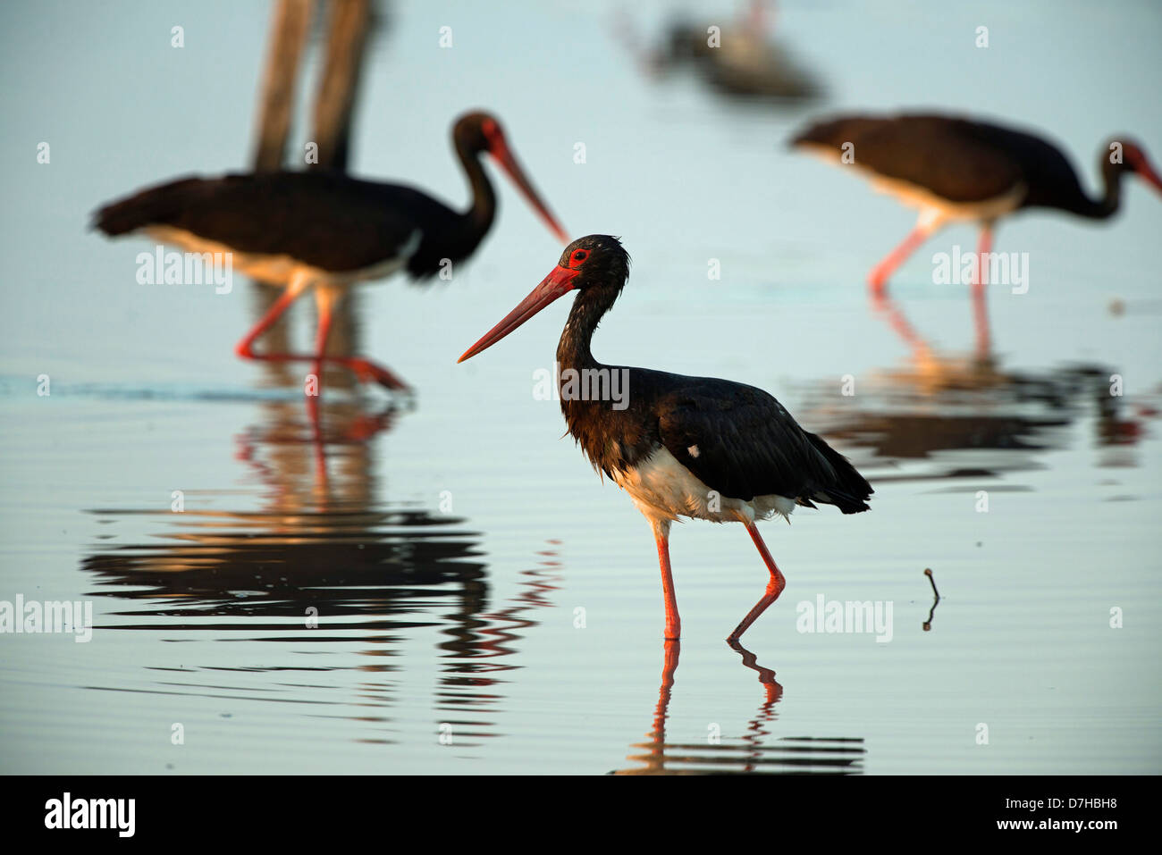 Cicogna Nera Ciconia nigra tre uccelli in stagno poco profondo in cerca di pesci e rane Foto Stock