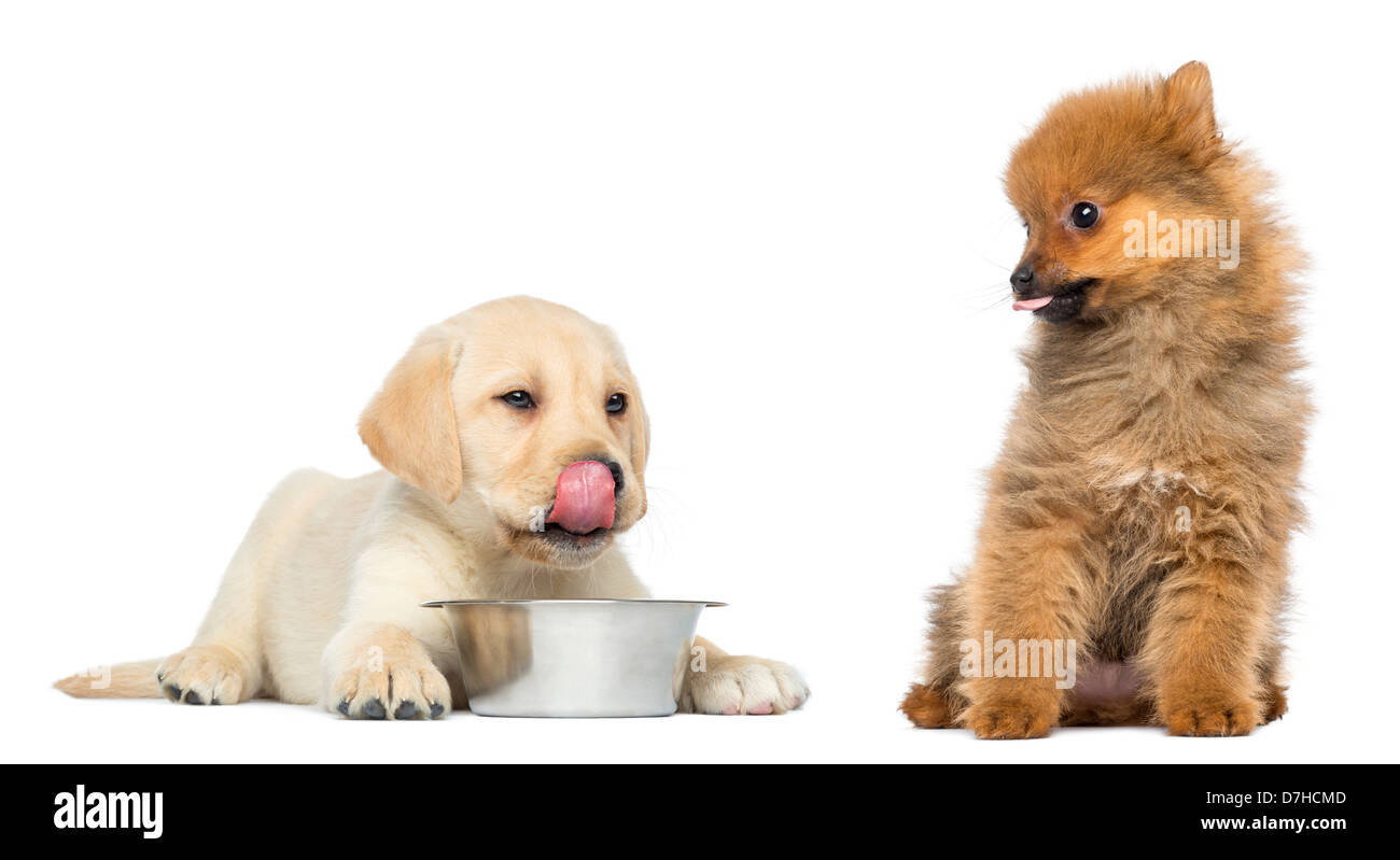 Il Labrador Retriever cucciolo leccare labbra guardato da cucciolo di Pomerania, entrambi i 2 mesi di età, contro uno sfondo bianco Foto Stock