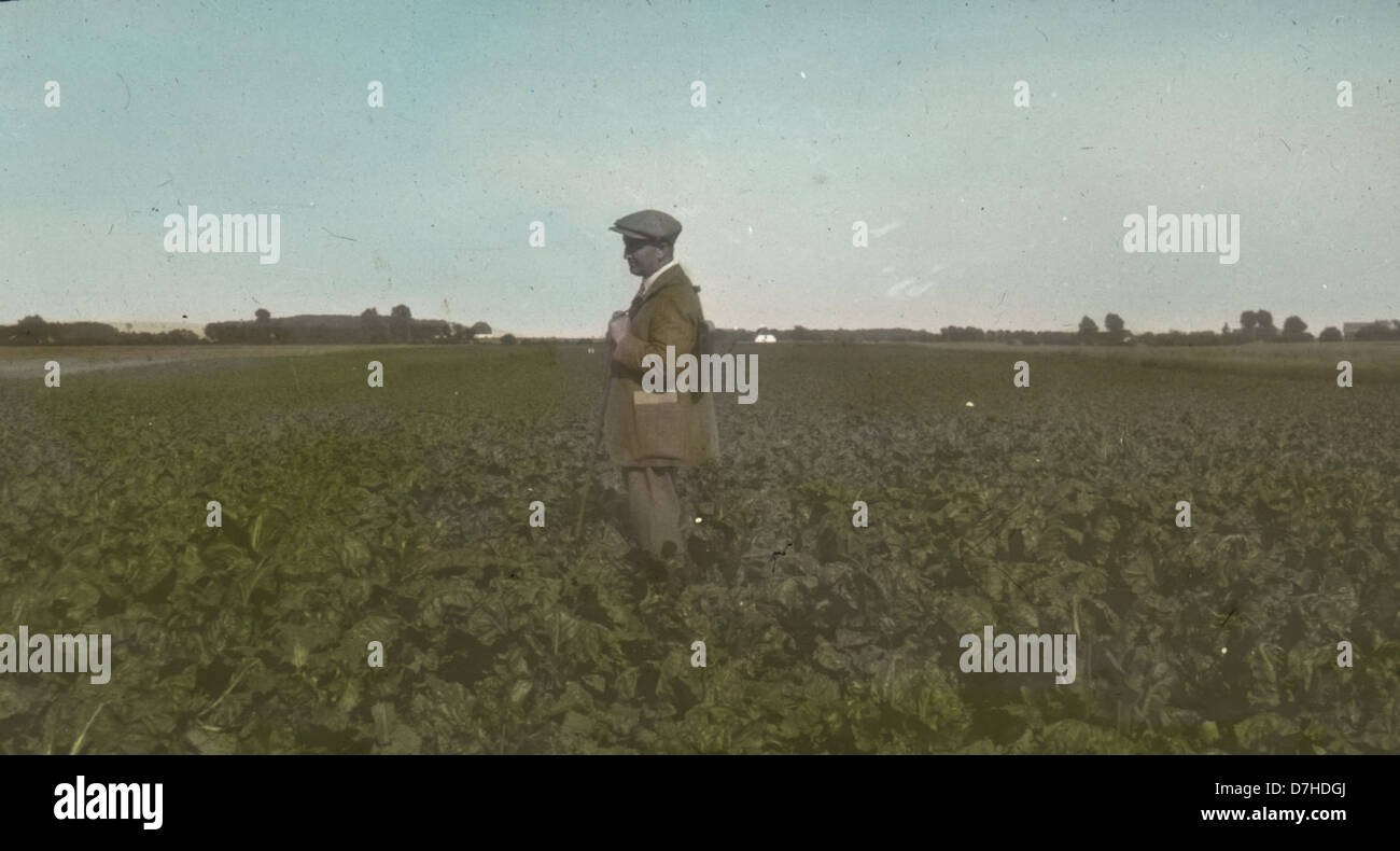 Una fotografia di un campo di barbabietole da zucchero in Danimarca, facente parte dell'OSU Archives. L'immagine mostra le pratiche agricole e il paesaggio tipici dell'industria agricola danese. Foto Stock
