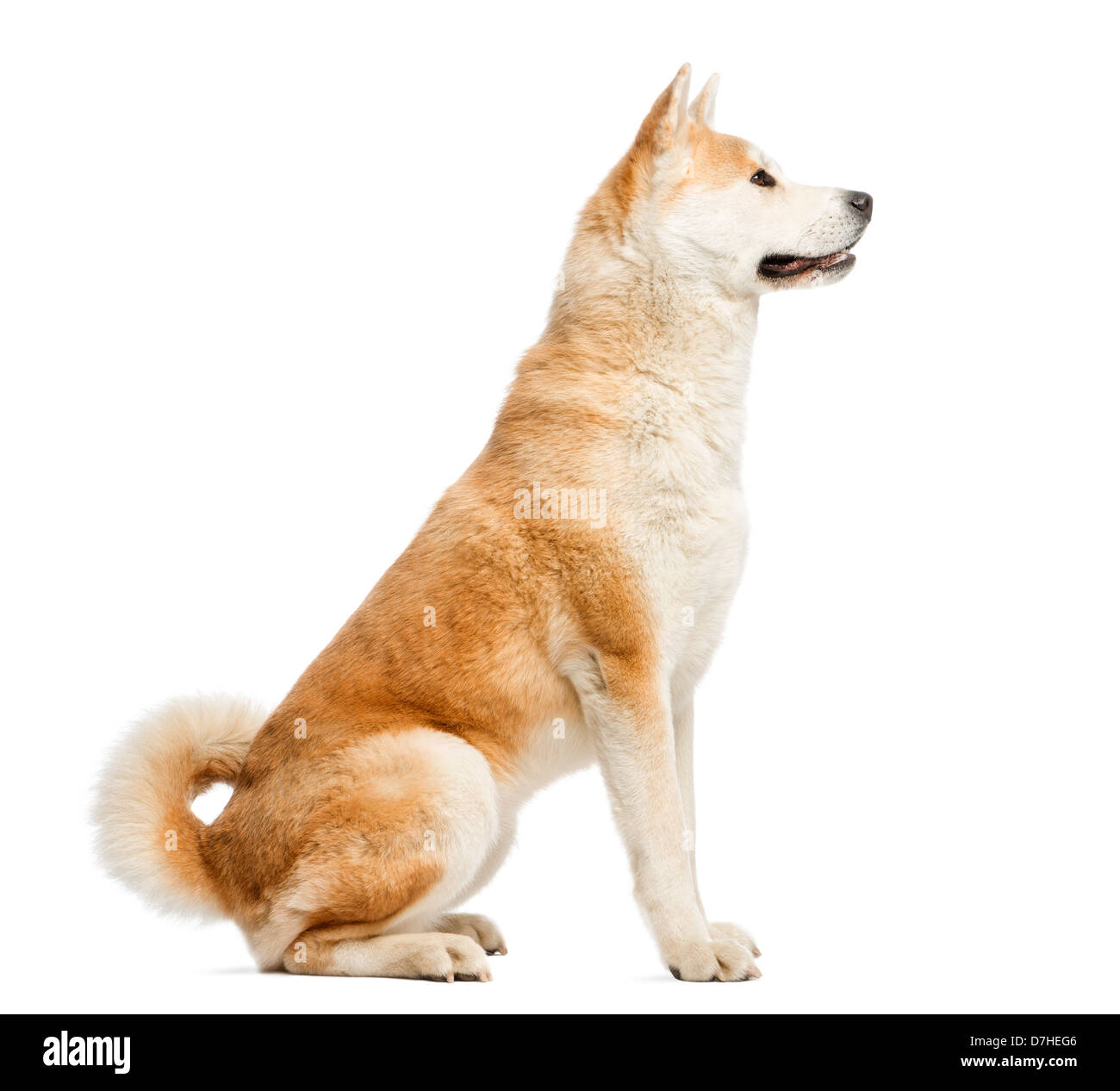 Vista laterale di Akita Inu, 2 anni, seduti contro uno sfondo bianco Foto Stock