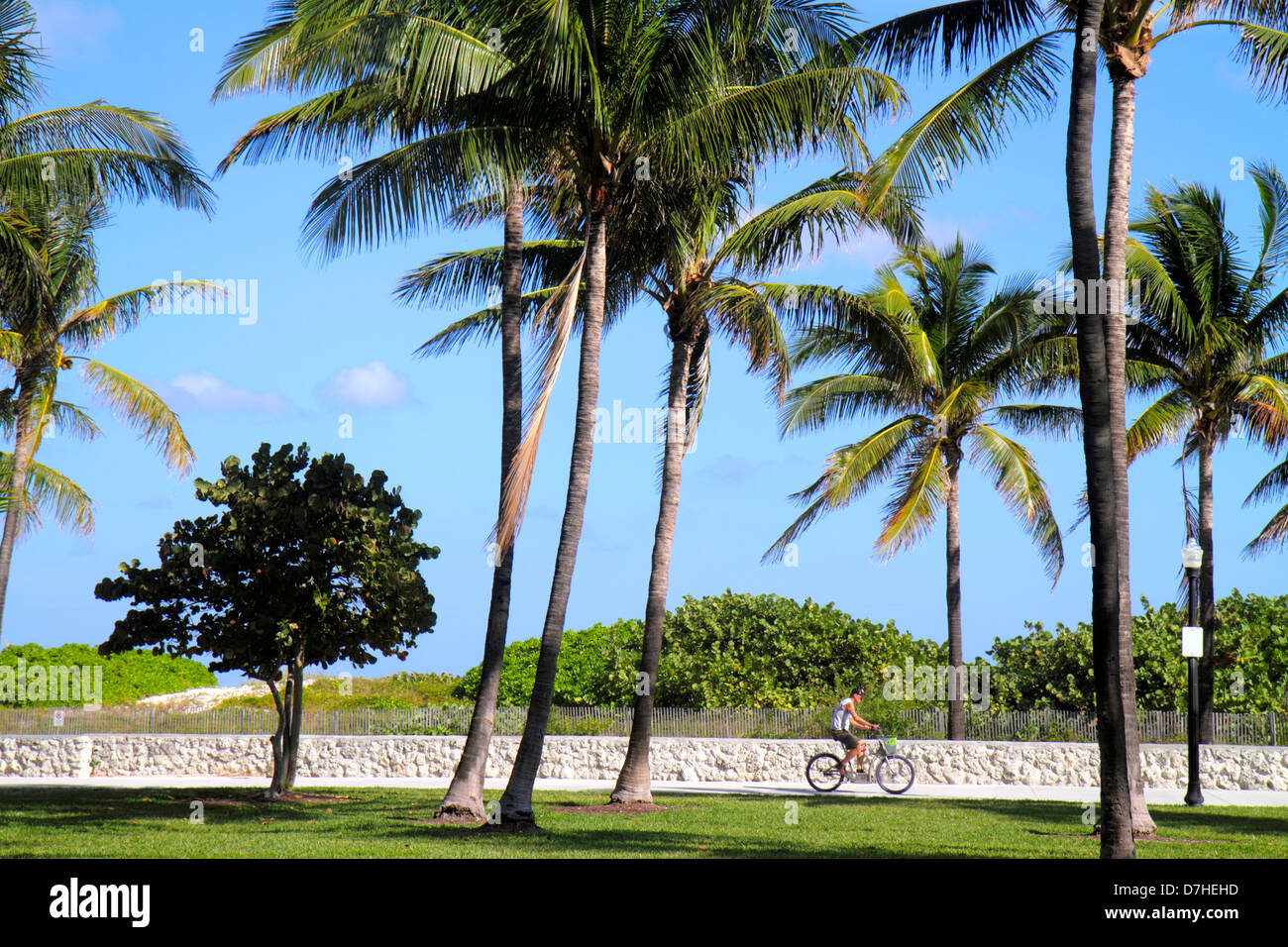 Miami Beach Florida, Lummus Park, palme, Sentiero Serpentine, bicicletta ciclisti bicicletta biciclette, bicicletta andare in bicicletta, equitazione, esercizi per motociclisti, equitazione uomo Foto Stock