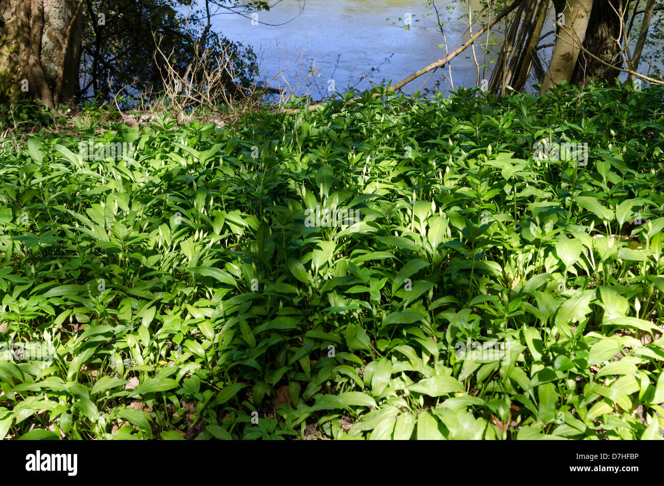 Aglio selvatico piante che crescono sulle rive del fiume Severn vicino Arley in Worcestershire Foto Stock