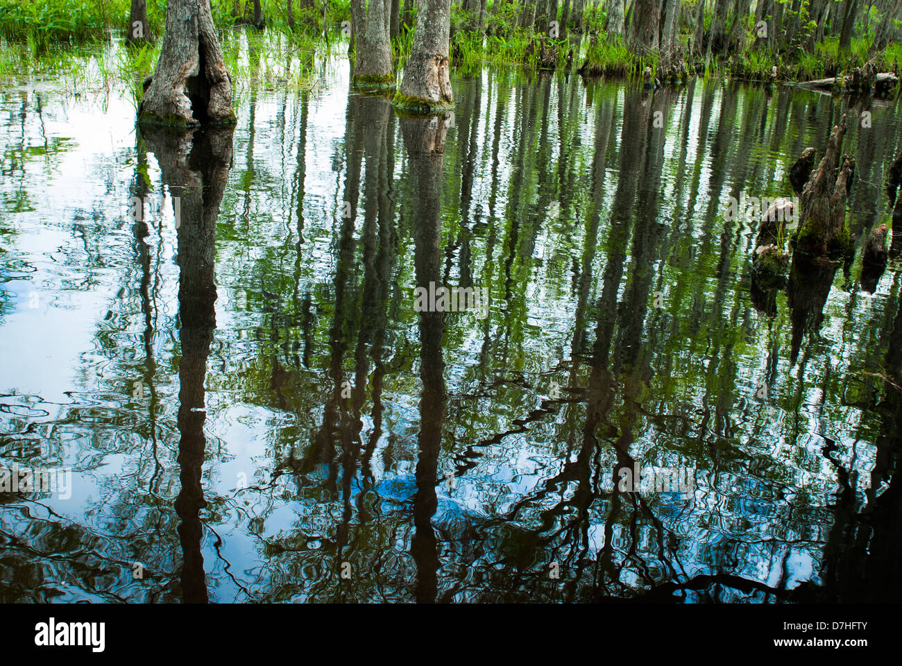 Pantanal bayou della Louisiana, Stati Uniti d'America Foto Stock