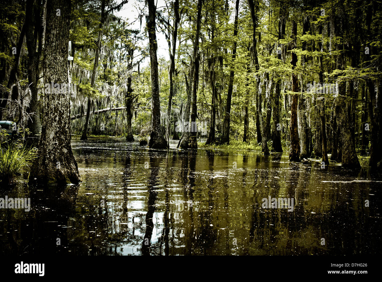 Pantanal bayou della Louisiana, Stati Uniti d'America Foto Stock