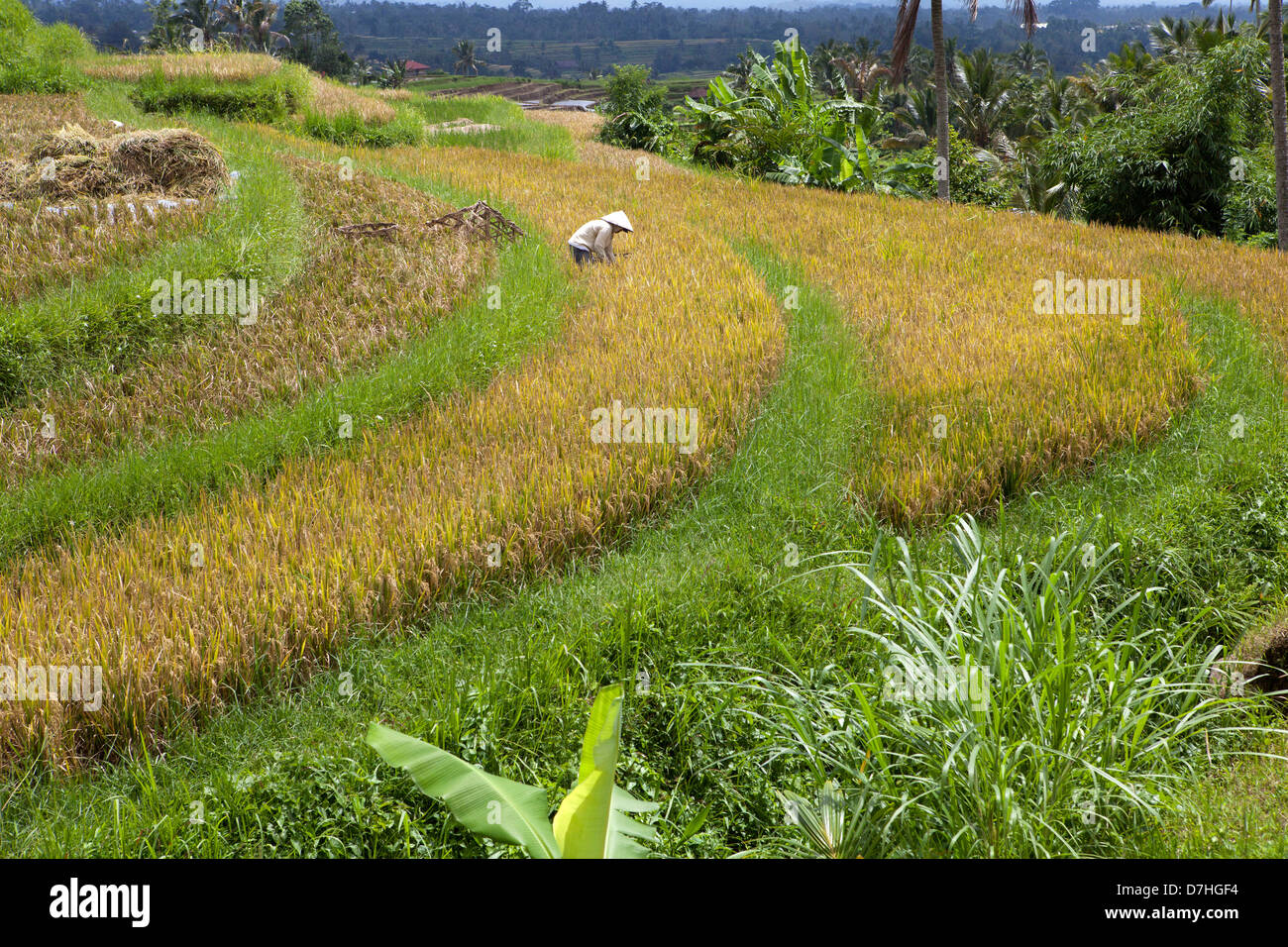 La coltivazione del riso a Bali, in Indonesia Foto Stock