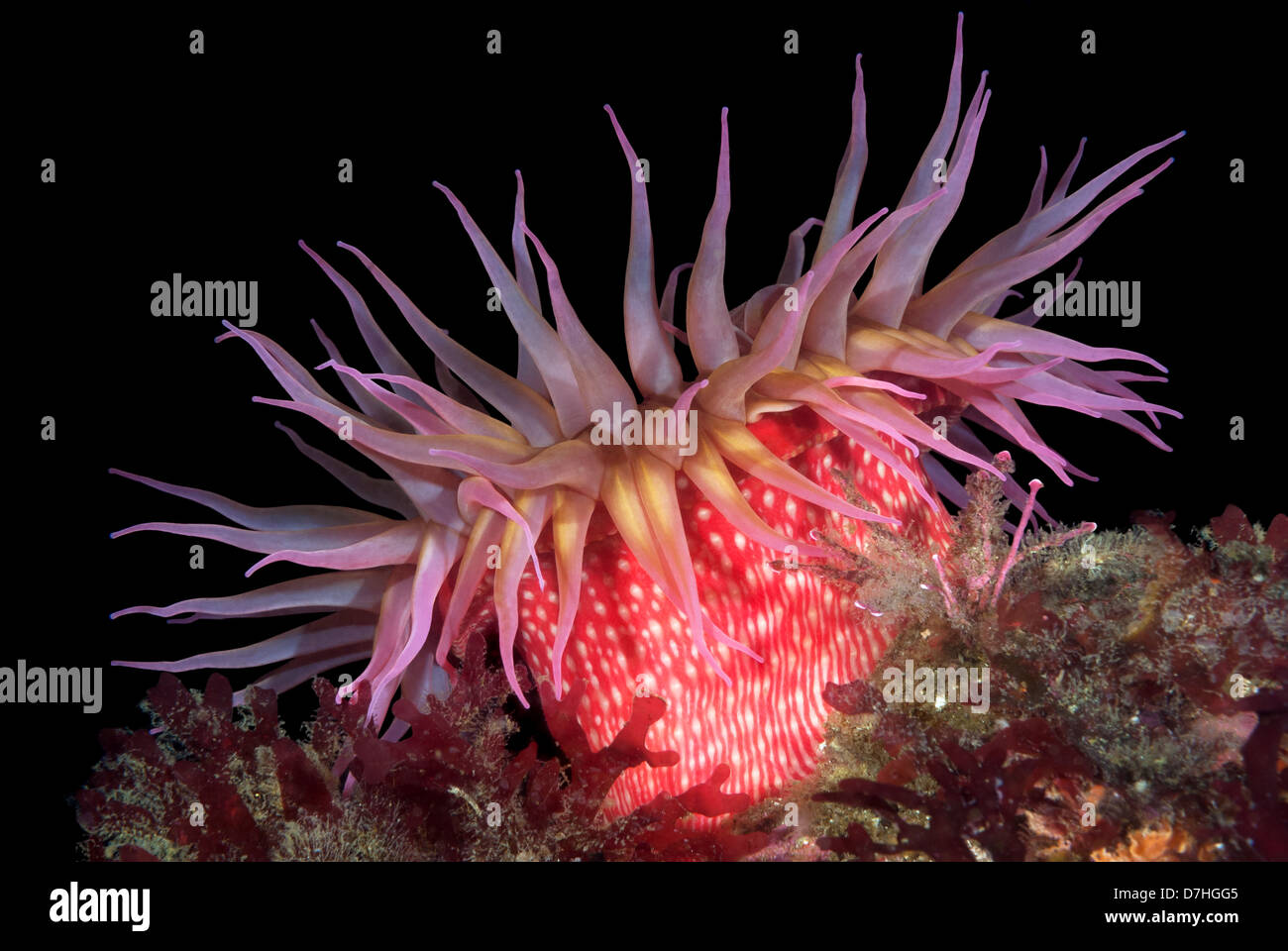 Una bella rosa rossa anemone marittimo con tentacoli completamente esposto Foto Stock