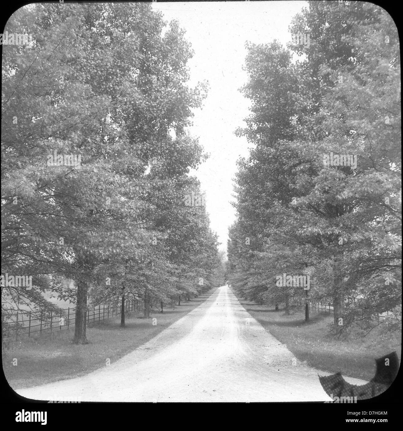 Questa fotografia cattura pioppi e alberi di cottonwood nella Jamaica Plain, Massachusetts. L'immagine evidenzia la bellezza naturale di questi alberi, comuni nella zona, e sottolinea il paesaggio locale della regione. Foto Stock