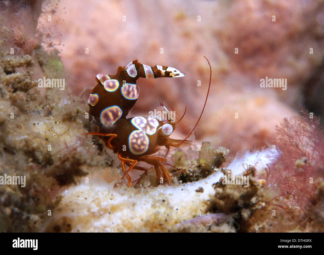 Esegui uno squat gamberetti (Thor Amboinensis), Lembeh strait, Indonesia Foto Stock