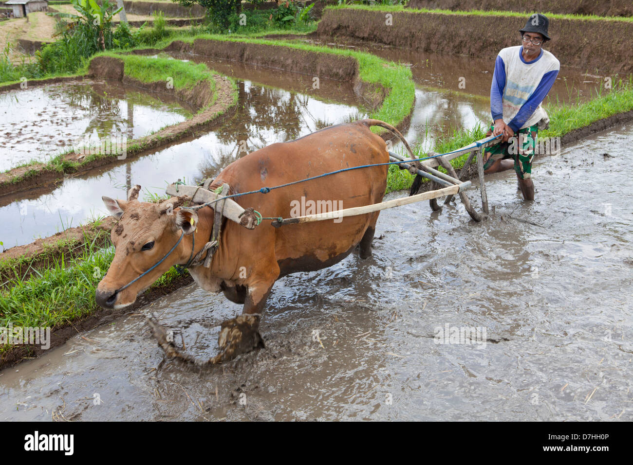 La coltivazione del riso a Bali, in Indonesia Foto Stock