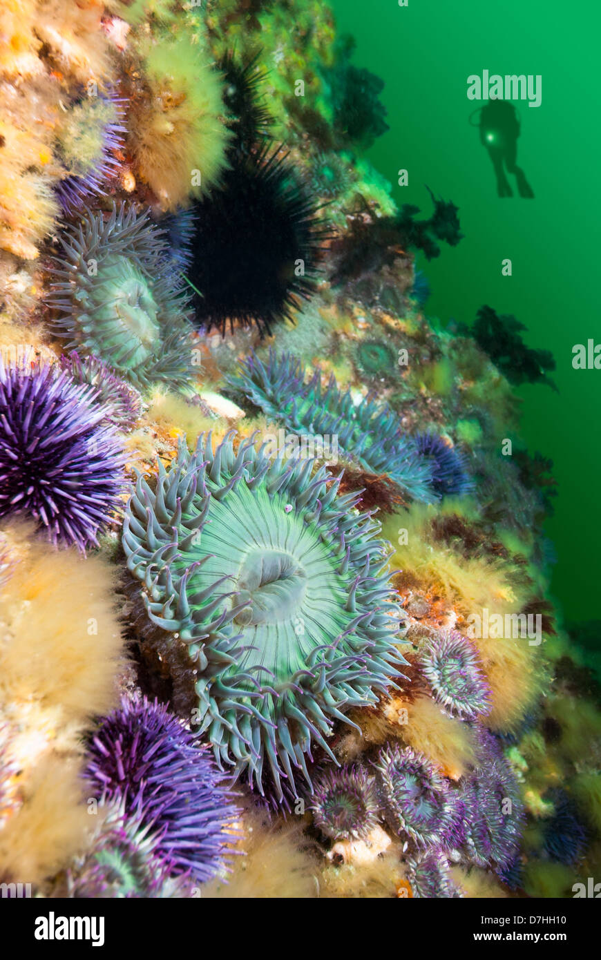 Un subacqueo hoovers vicino a un colorato reef coperti con anemoni di mare e ricci di mare. Foto Stock