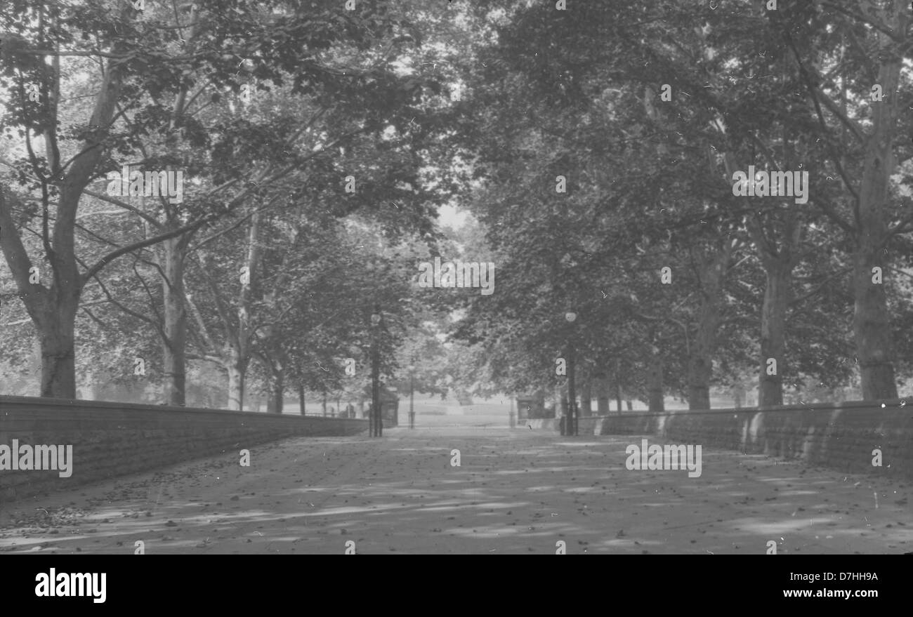 Platanus Orientalis, noto anche come albero del piano orientale, è una specie originaria del Mediterraneo orientale. Questo esemplare, situato a Washington DC, è un notevole esempio delle caratteristiche foglie e corteccia di questo albero che si staccano in macchie, fornendo un aspetto distintivo nei paesaggi urbani. Foto Stock