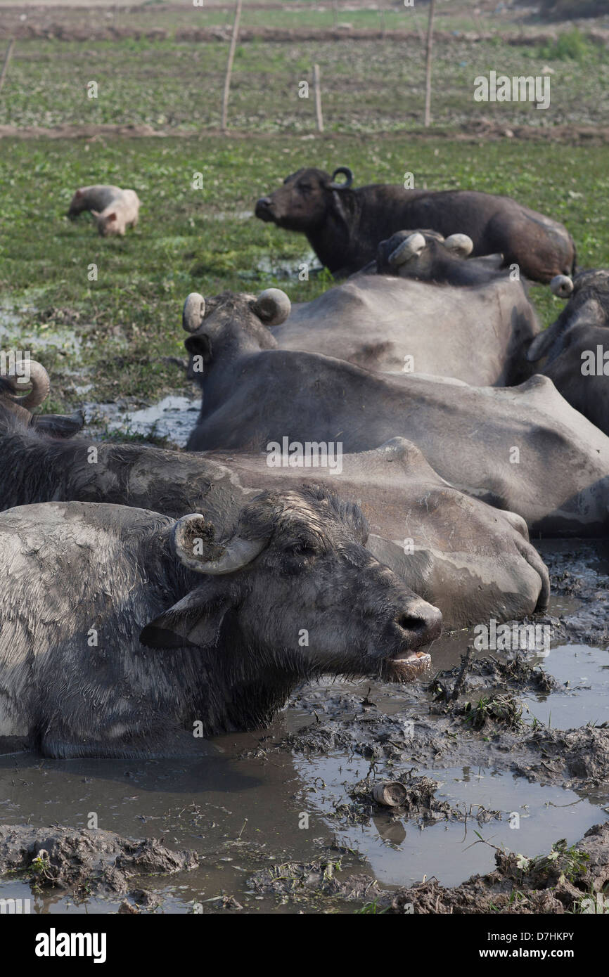 Wallowing bufalo d'acqua Foto Stock