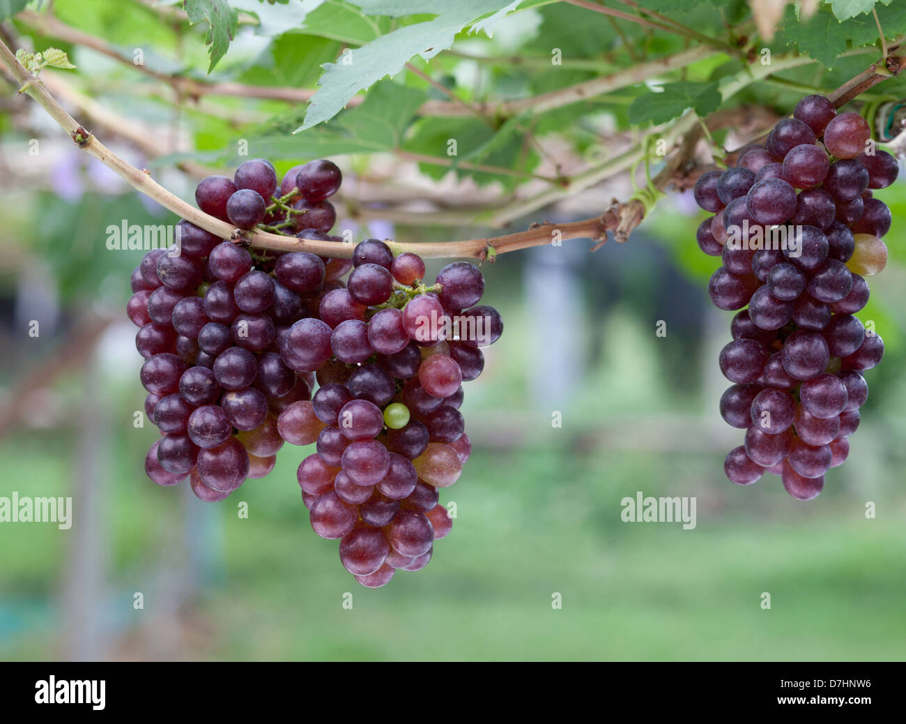 Rosso vitigno in vigna Foto Stock