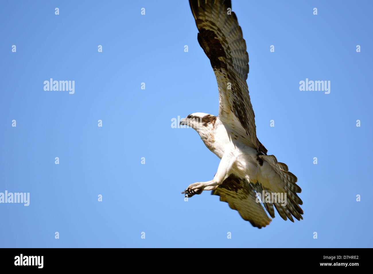 Osprey ,l'atterraggio oltre il nido, in Salmon Arm, A.C. Canada Foto Stock