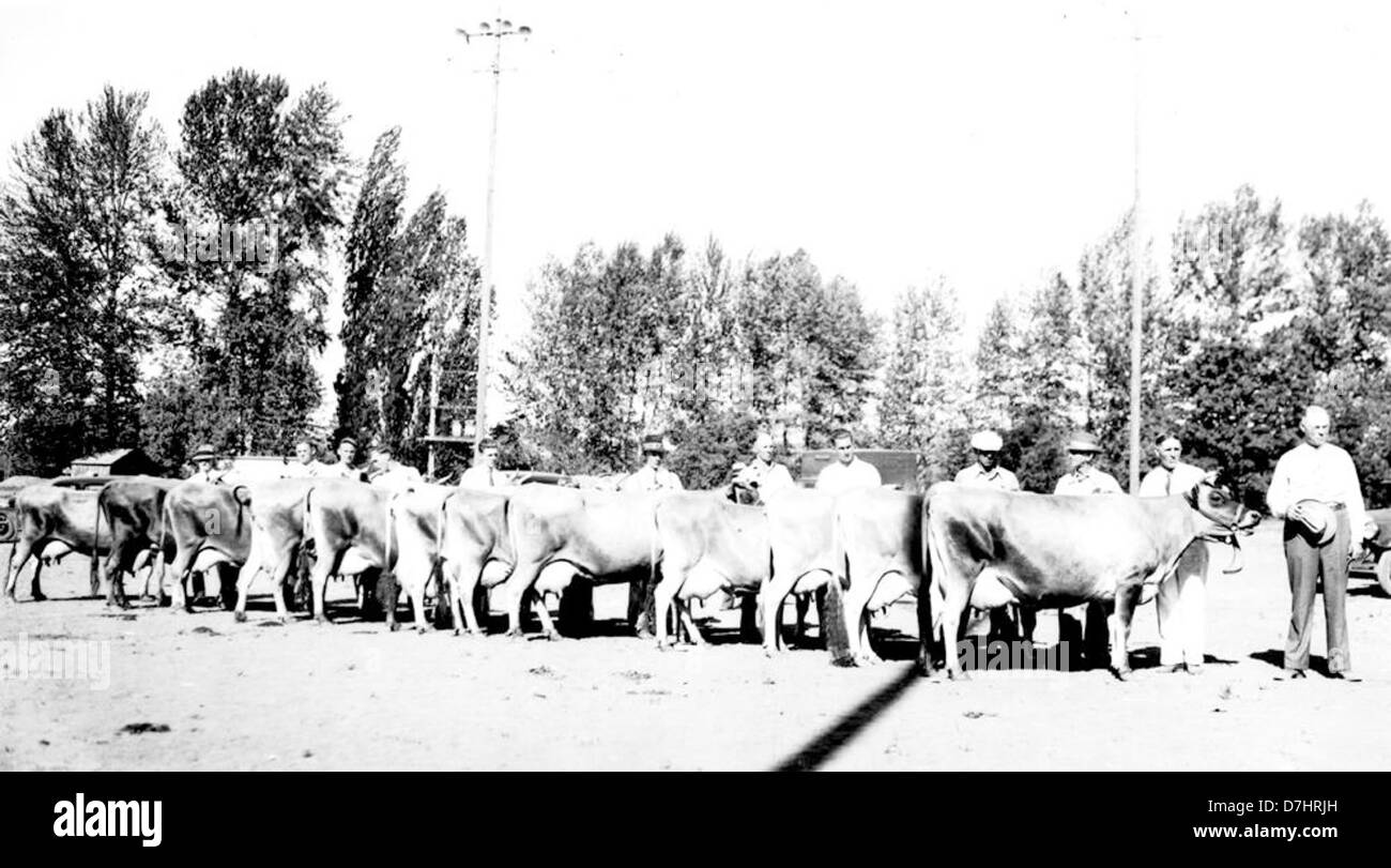 Questa fotografia vintage del 1937 mostra dodici mucche in Jersey con medaglia d'oro provenienti dalla contea di Polk, Oregon. L'immagine mette in evidenza la cultura agricola del tempo, con le mucche che rappresentano il bestiame di alto livello nella comunità agricola. Foto Stock