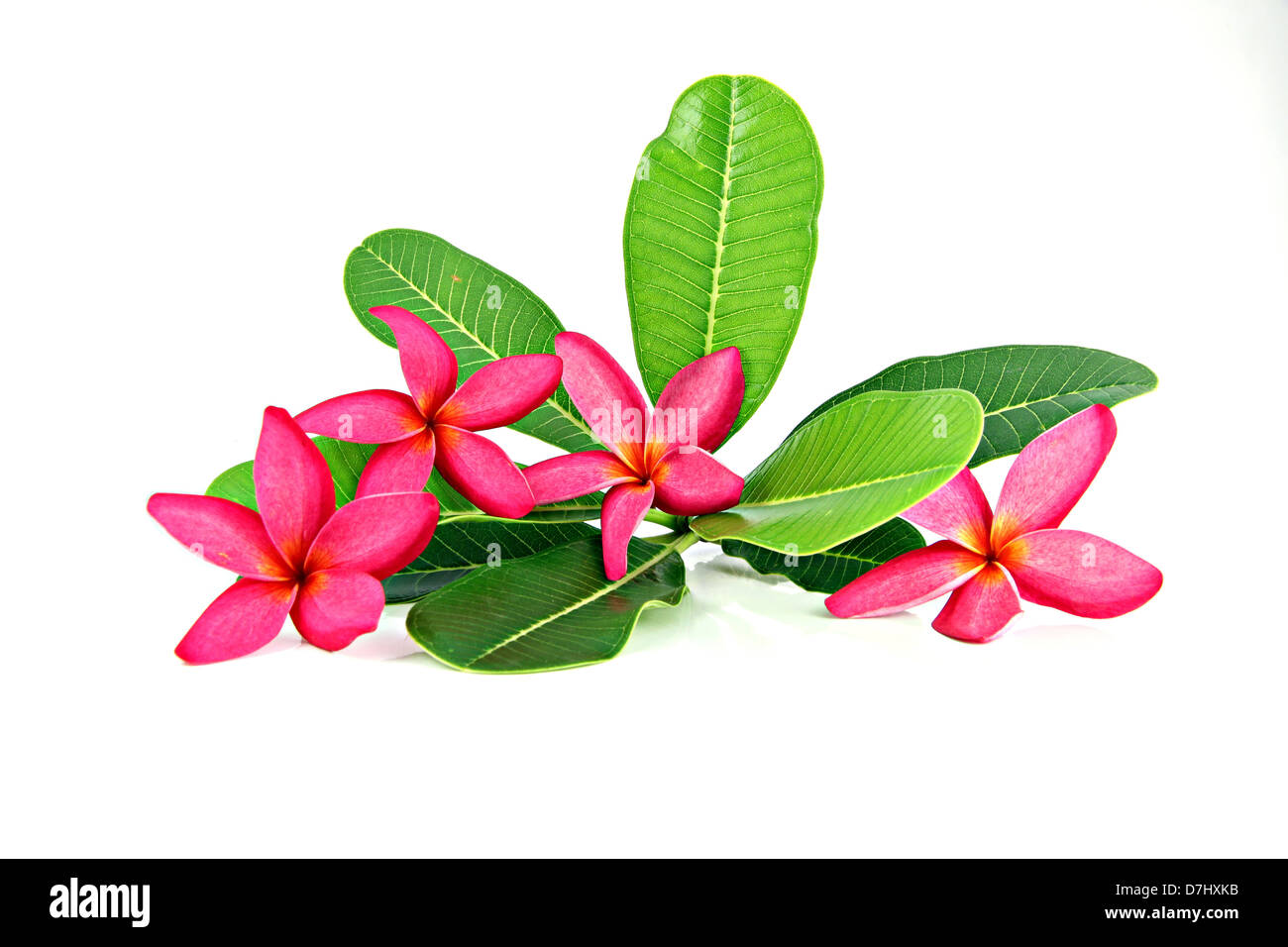 Rosso i colori di frangipani e foglie su uno sfondo bianco. Foto Stock