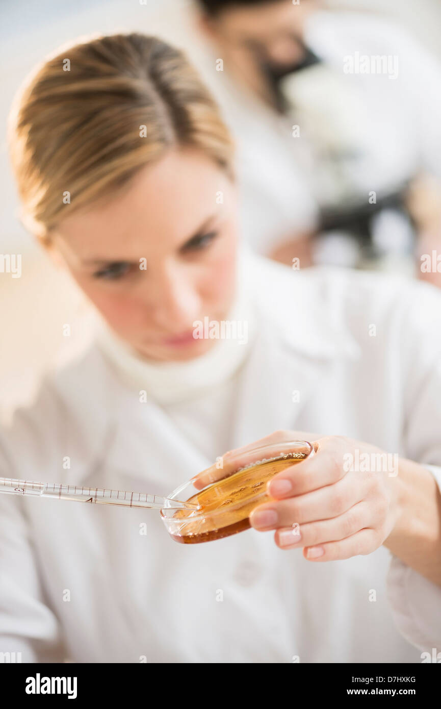 Scienziato usando una pipetta e capsula di petri Foto Stock