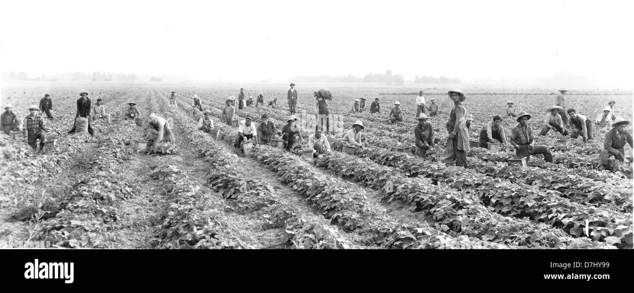 Questa fotografia vintage cattura un momento di circa 1945 persone, mostrando i lavoratori che raccolgono cetrioli in un'azienda agricola. L'immagine riflette la vita agricola della metà del XX secolo e sottolinea l'importanza dell'agricoltura nei periodi di guerra e post-bellici. Foto Stock