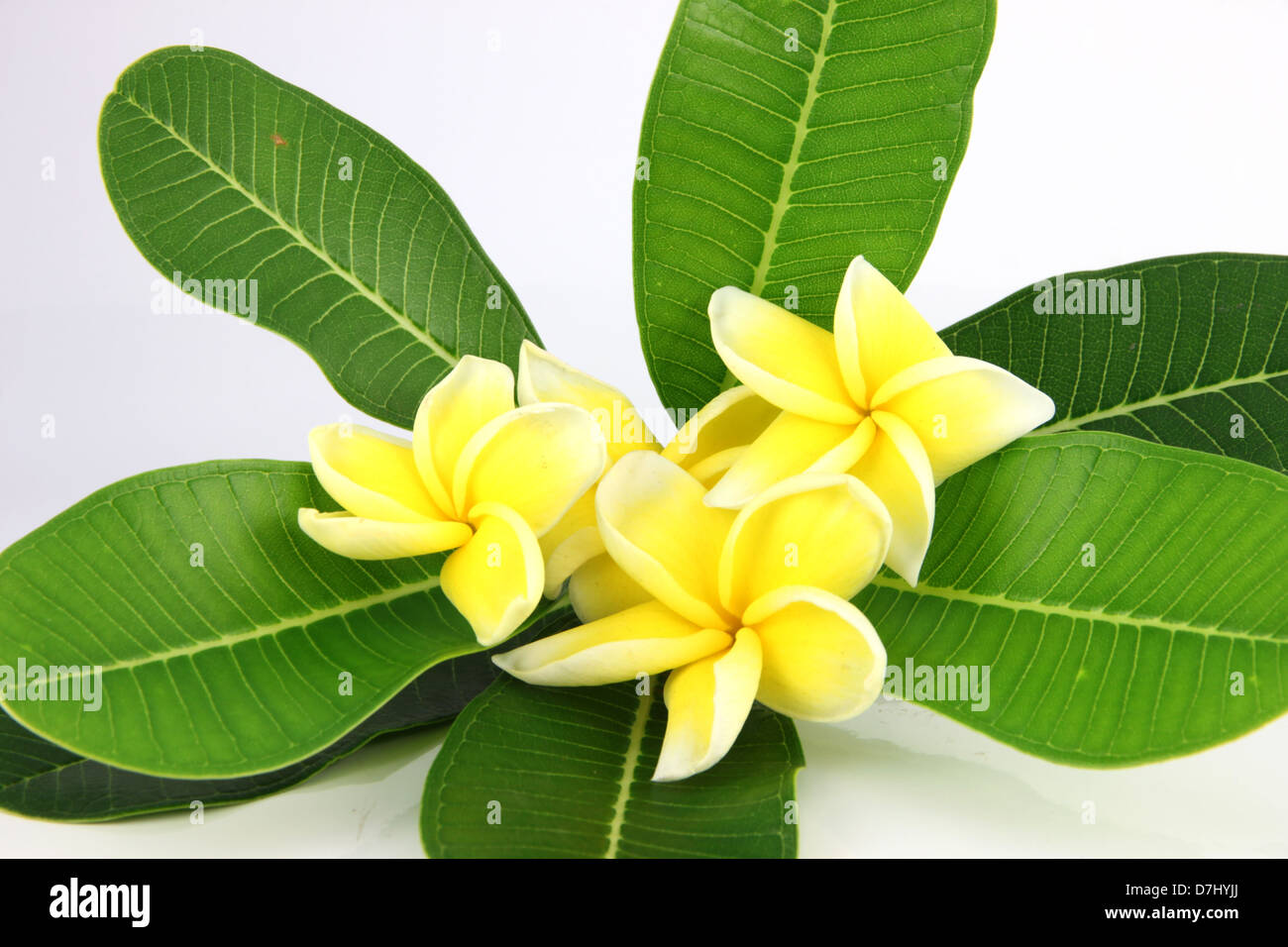 Giallo frangipani colori e foglie su uno sfondo bianco. Foto Stock