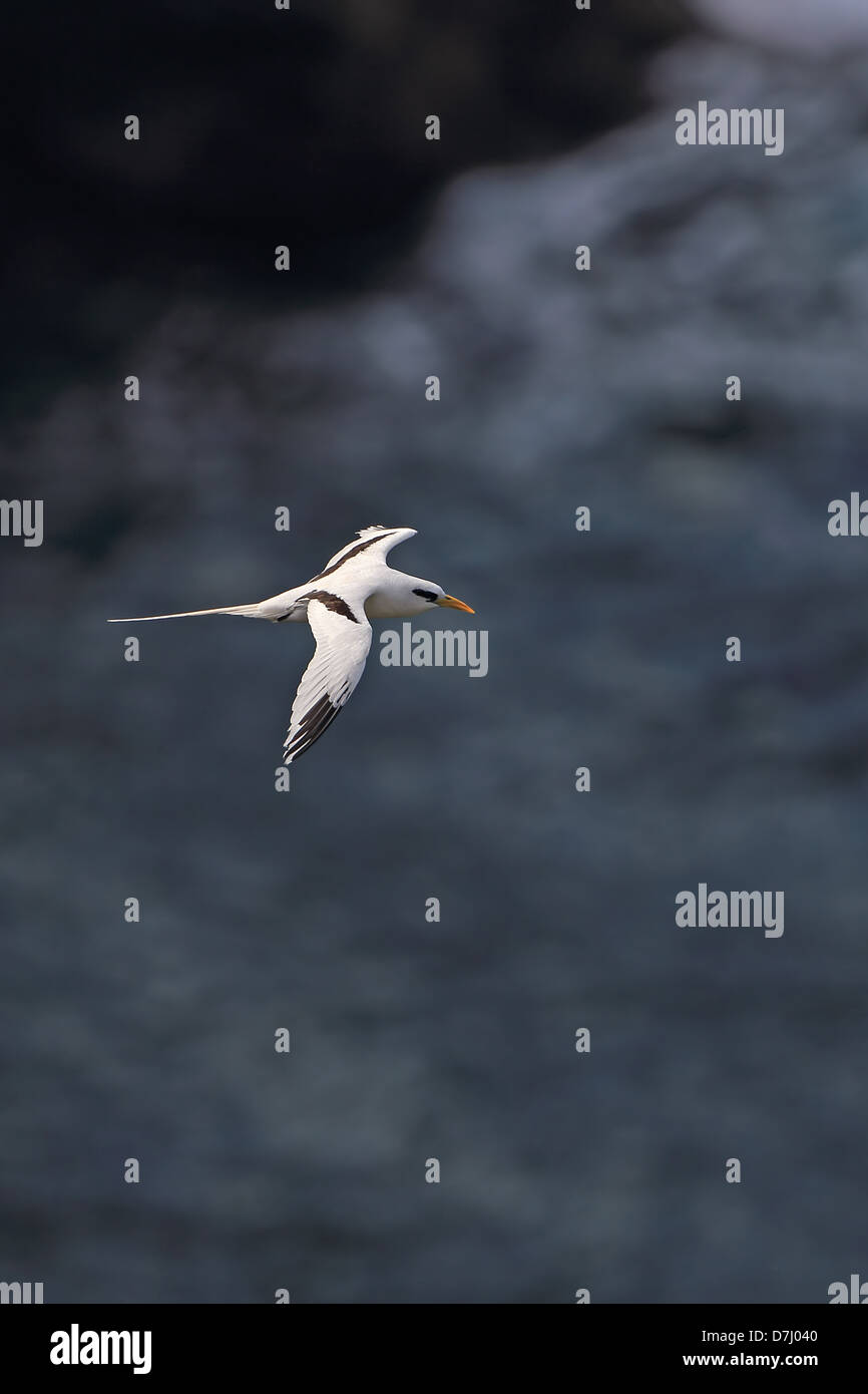 White-tailed Tropicbird (Phaethon lepturus) Foto Stock