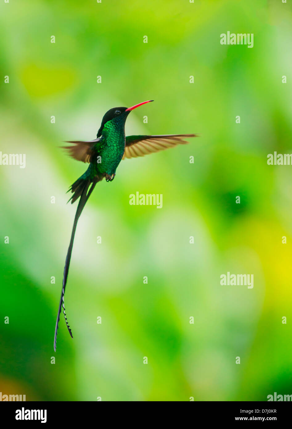 Giamaica, Hummingbird in volo Foto Stock