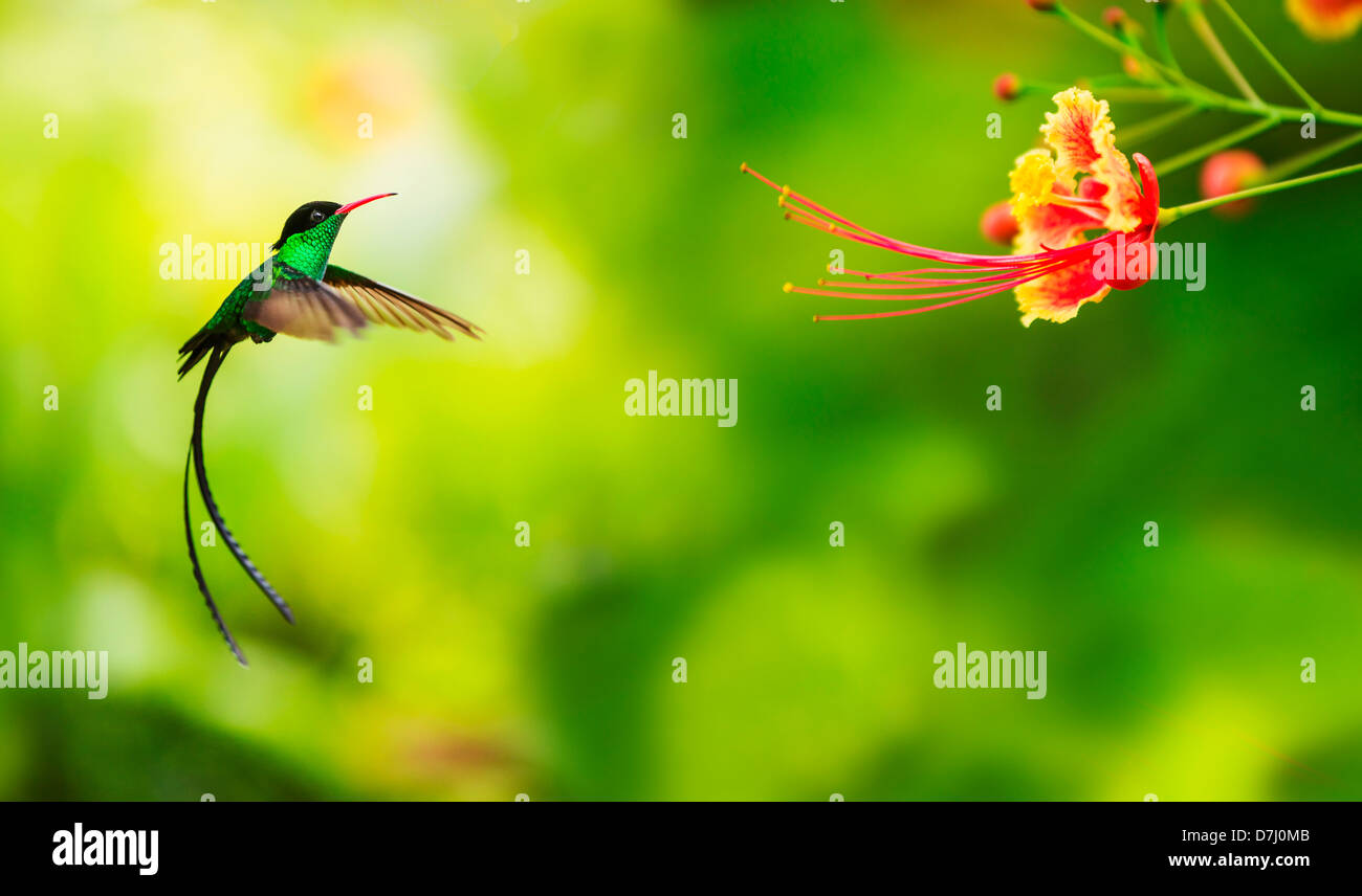 Giamaica, Hummingbird in volo Foto Stock