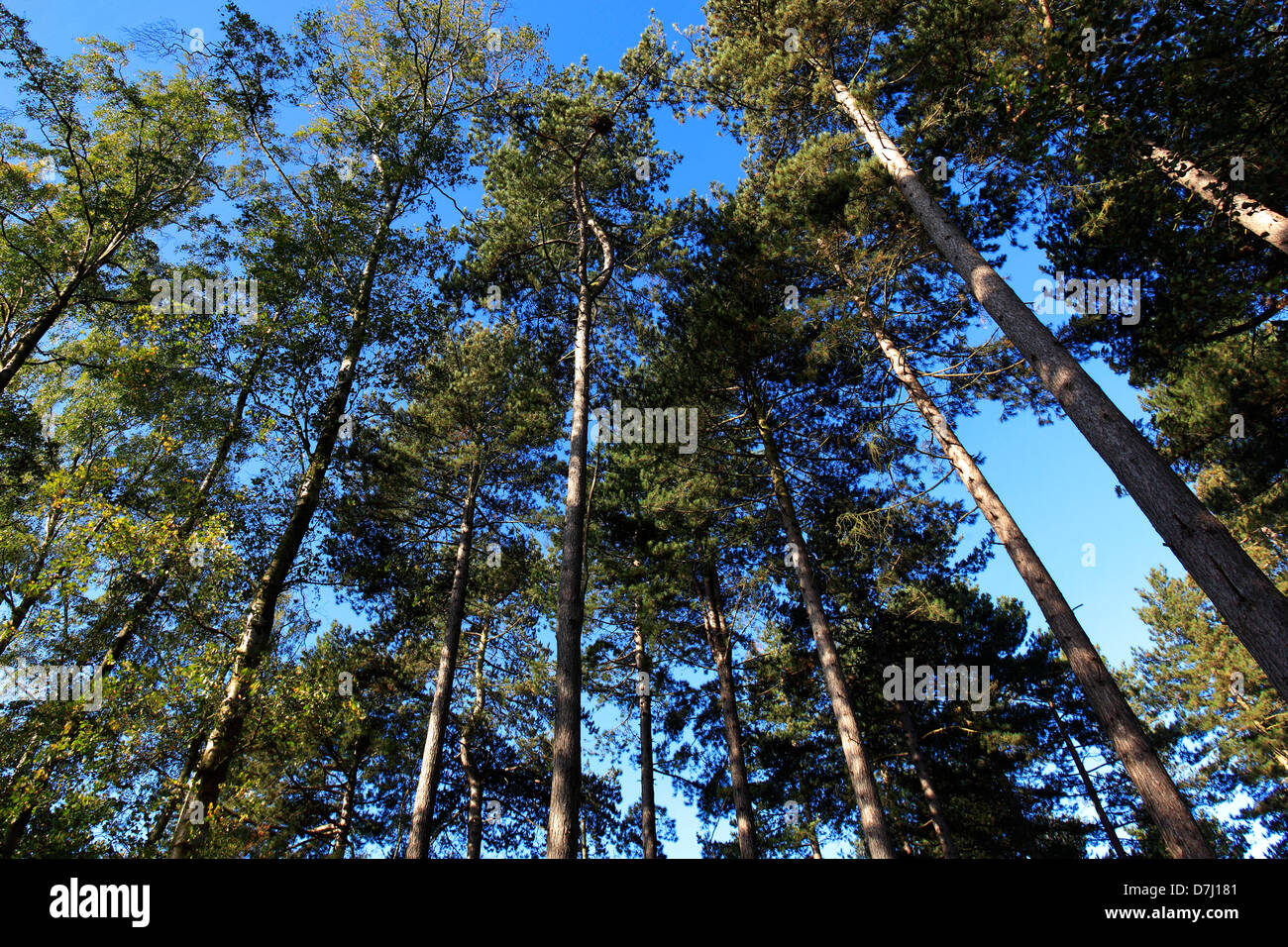 Colori di Primavera, pini, New Forest, Hampshire, Inghilterra, Regno Unito Foto Stock