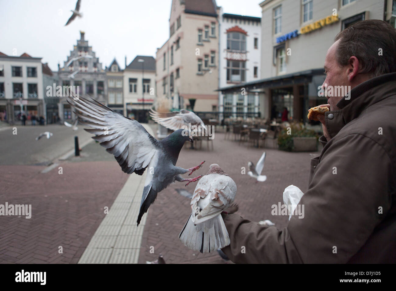 Alimentare i piccioni a Dordrecht, Olanda Foto Stock