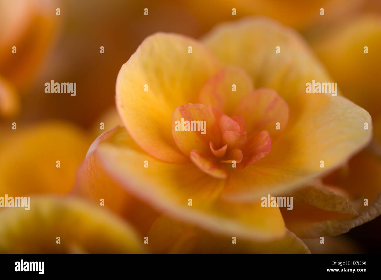 Begonia fiore di arancia Foto Stock