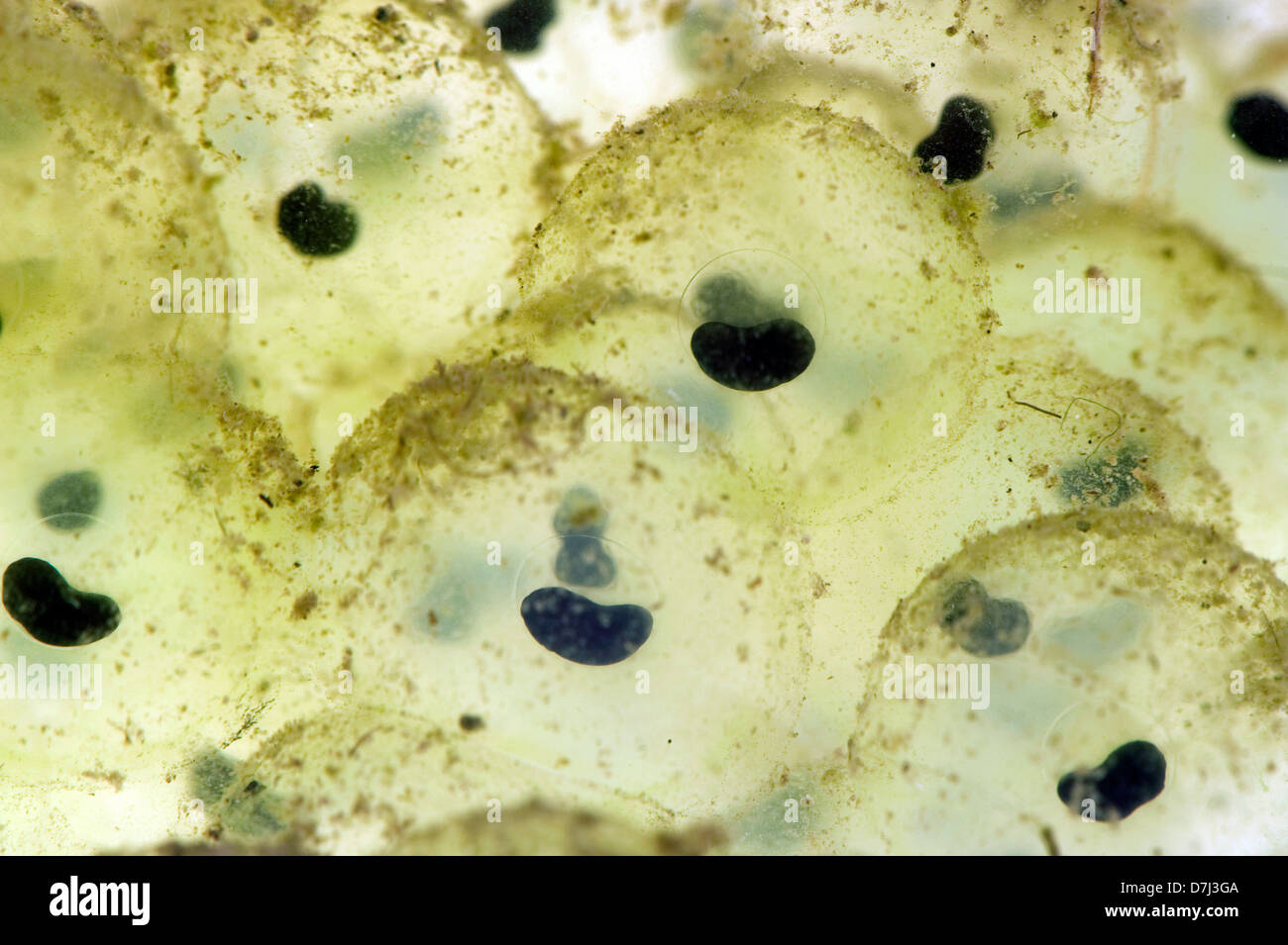 Frog spawn di una rana europea, Rana temporaria, con lo sviluppo di embrioni Foto Stock