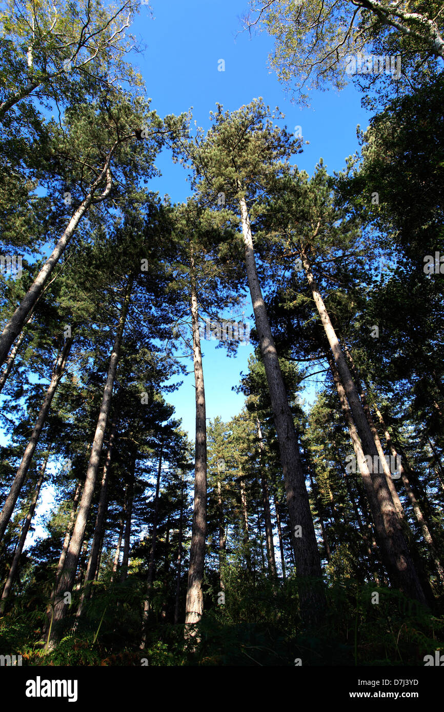 Colori di Primavera, pini, New Forest, Hampshire, Inghilterra, Regno Unito Foto Stock