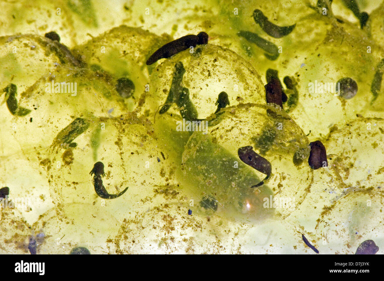 Frog spawn di una rana europea, Rana temporaria, con appena schiuse girini Foto Stock