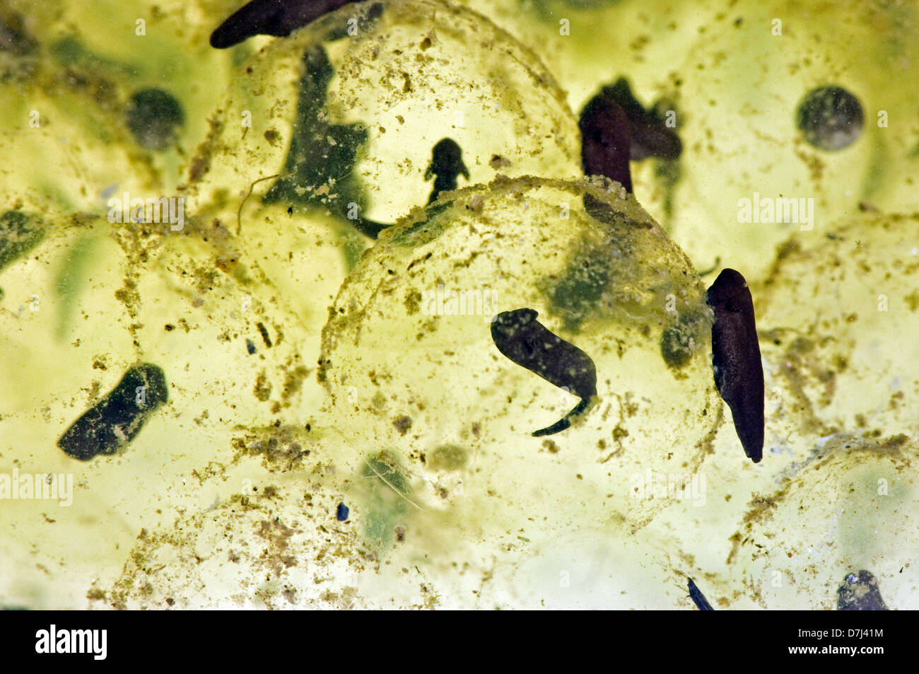 Frog spawn di una rana europea, Rana temporaria, con appena schiuse girini Foto Stock